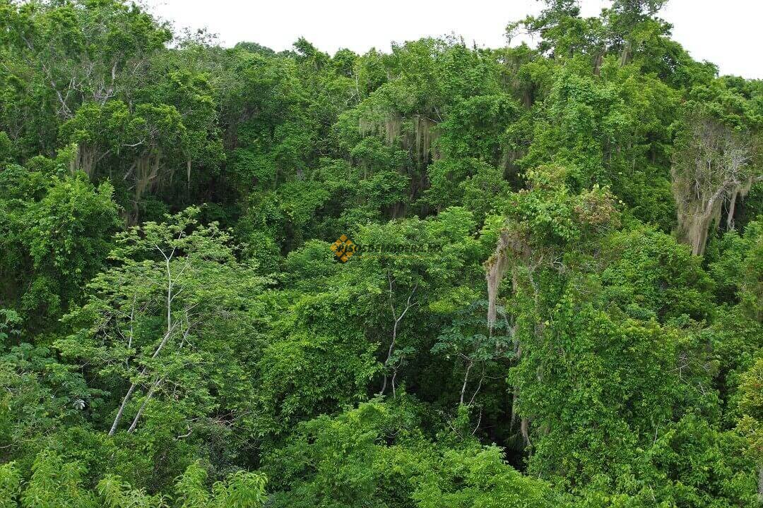 Cómo decorar tus pisos con madera tzalám 2 origen de la madera tzalam